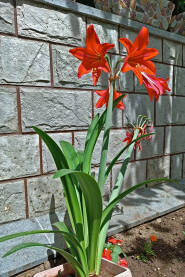 Cvijetovi Amarilisa. Amarilis (lat. Amaryllis nittata) je lukovičasta biljka porijeklom iz Južne Amerike.