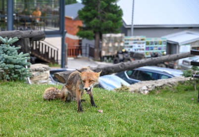 Lisica jede u naselju. Lisica izašla iz divljine i šume u naseljeno mjesto. Divlje životinje.