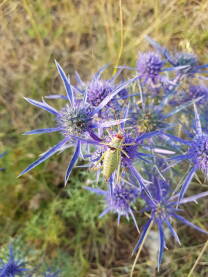 Biljka plavi kotrljan i skakavac Biljka plavi kotrljan (latinski naziv Eryngium Amethystinum)
Plavi kotrljan pripada porodici štitarka (latinski Apiaceae).
Raste u Jugoistočnoj Evropi, na suvim i kamenitim područjima, do 1.600 metara