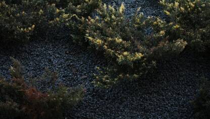 Dekoracija sa sitnim kamenjem sive nijanse boja i zelenim dekorativnim cvecem sa zutom bojom na vrhu