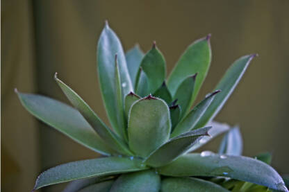 Čuvarkuća (Sempervivum tectorum). Čuvarkuća je ljekovita biljka.