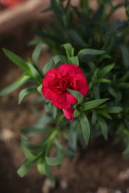 Ruzica crveno roze boje Cvet ruze crveno roze boje izmedju zelenih listova