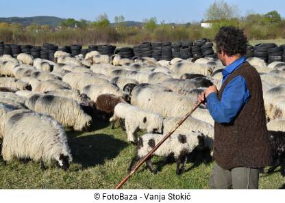 Pastir čuva ovce Čovjek čuva stado ovaca na ispaši. Muškarac sa štapom i stado ovaca na livadi.