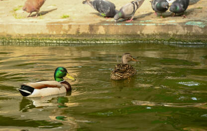Mužjak i ženka divlje patke plivaju u jezeru.