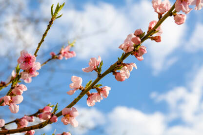 Behara japanske trešnje Cvijetna glava bezara u krupnom planu