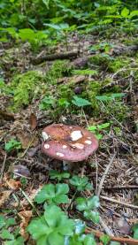 Šumska gljiva Crvena gljiva u mahovini. Gljiva ludara.