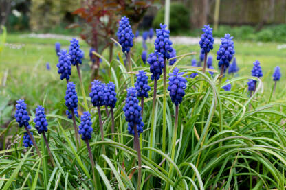 Grape hyacinth (Presličica) Plavo cvijeće u dvorištu, Presličica