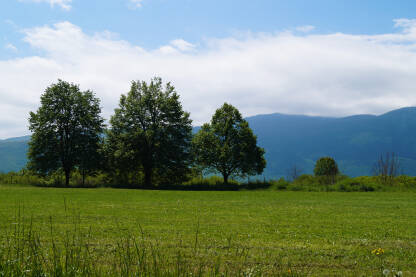 Zelena površina Drveće sa zelenom površinom