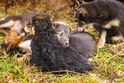 Leglo malih pasa lutalica na travi.