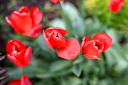 Tulipani Tulipani cvjetaju u vrtu u proljeće. Crveno cvijeće. Cvjetni tulipani nakon kiše.