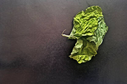 Ljekovito bilje. Listovi osušene ženske  Bokvice na tamnoj podlozi.