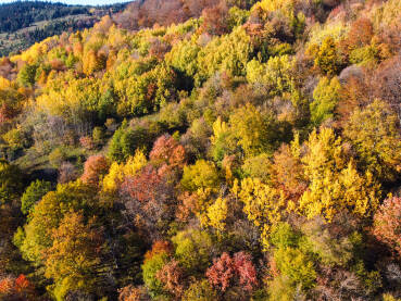 Boje jeseni u planini Boje jeseni u planini, snimak dronom. Šarena šuma na planinama u jesen. Prekrasna listopadna šuma, snimak odozgo.