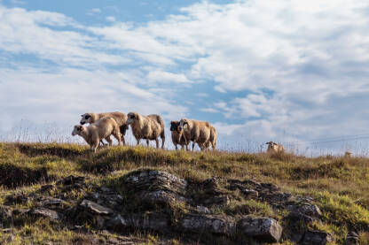 Grupa ovaca na ispaši