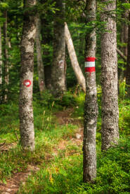 Planinarska markacija u šumi Planinarske oznake ili signalizacija, su osnovni znakovi na koje nailazimo na označenoj planinarskoj stazi.