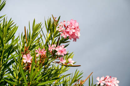 Oleander. Cvjetanje ružičastih cvjetova Oleander. Cvjetanje ružičastih cvjetova u proljeće.