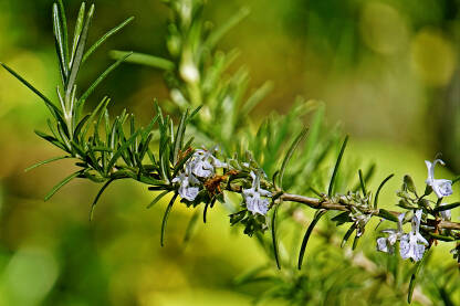 Ruzmarin (mirisni ružmarin, rozmarin, rusmarin,  lat. Salvia rosmarinus)
Igličasti listovi intenzivnog su mirisa, te pikantnog okusa. Koristi se za aromatiziranje povrća i mesnih jela.