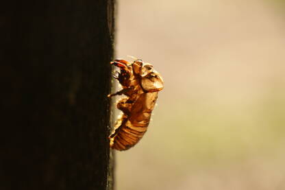 Cicadidae Egzoskelet na stablu bukve
