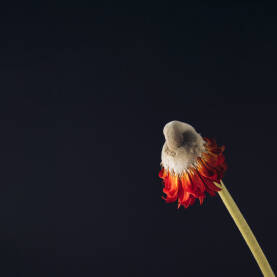 Uveo cvijet crvenog gerbera na tamnoj pozadini. Uveo cvijet crvenog gerbera na tamnoj pozadini.