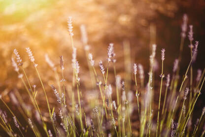 Lavanda Na fotografiji je Lavanda odasjana suncem