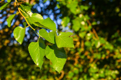 Zeleno lišće i grane topole u šumi.