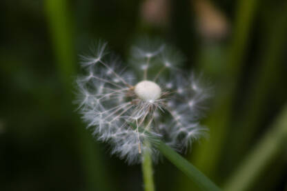 Maslačak Maslačak. Makro fotografija. Priroda.