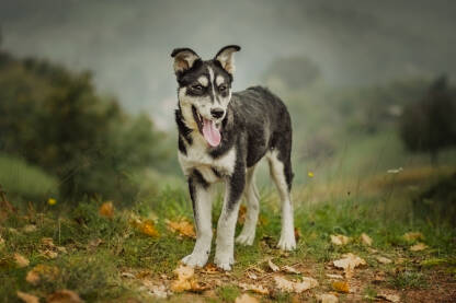 Stenac haskija u prirodi