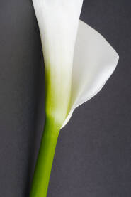 Cvijet Kale na tamnoj podlozi