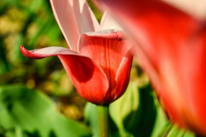 20110408-red tulip_DSC0119 (2) Crveni tulipan makro fokus