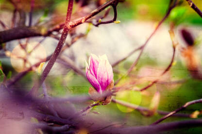 Magnolija cvijet Magnolija cvijet u vintage stilu