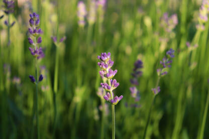 Lavanda Polje ljubičaste lavande