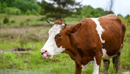 Domaća krava na ispaši u planini. Krava se oblizuje.