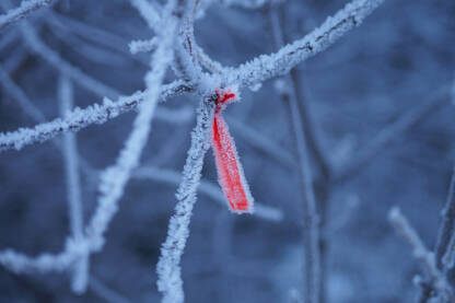 Smrznute grane u šumi s crvenom vrpcom.
