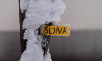 Sadnica šljive Sadnica šljive pod snijegom.