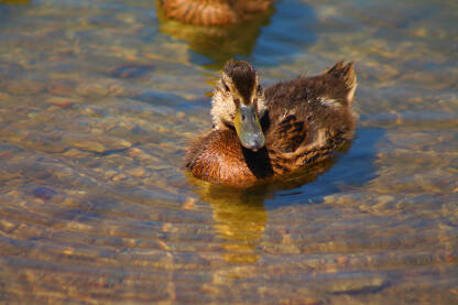 Divlje patke plivaju u vodi na Prokoškom jezeru