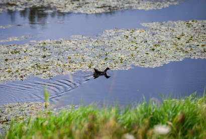 Barska kokica na vodi. Ptice močvarice u divljini. Gallinula chloropus