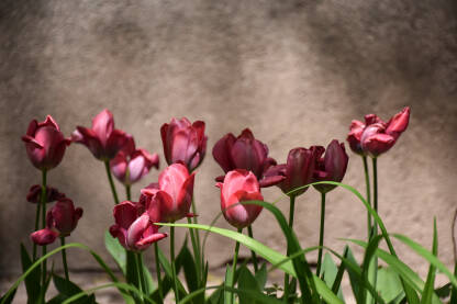 Tulipani Tulipani u vrtu ispred zgrade