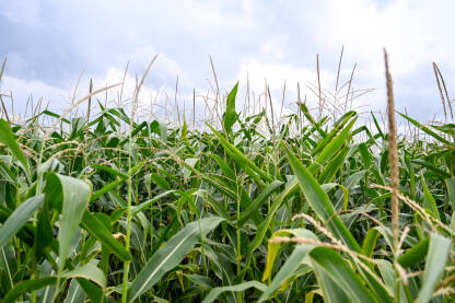 Kukuruz raste u polju. Poljoprivreda. Stabljike kukuruza rastu u redovima u polju.