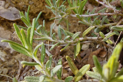 Trava iva, raste po kamenitim tlima, u brdovitim planinskim predjelima.