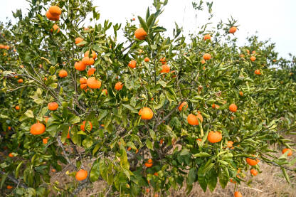 Mandarine na grani u voćnjaku Mandarine rastu na grani u voćnjaku. Zrele mandarine na drvetu spremne za berbu. Svježe, sočno i organsko voće. Plantaža mandarina. Proizvodnja hrane.