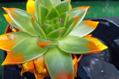 Ukrasna biljka Echeveria agavoides Ukrasna biljka. Cvjetnica iz porodice kamenjara Echeveria agavoides. Porijeklom iz središnjeg Meksika .