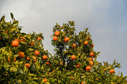 Mandarine raste na grani u voćnjaku. Mandarine raste na grani u voćnjaku. Zrele mandarine na drvetu spremne za berbu. Svježe i organsko voće. Plantaža mandarina. Proizvodnja hrane.