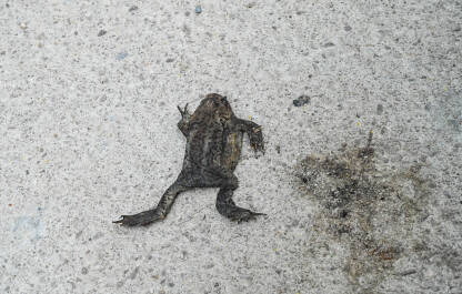 Pregažena mrtva žaba na putu. Stradala životinja. Auto pregazilo žabu na cesti.