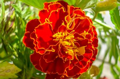Crveni cvijet. Kadifa Kadifa (lat.Tagetes)-prirodni čuvar zdravlja i organske proizvodnje.