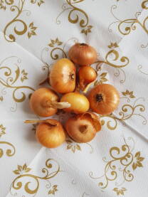 Crveni luk u glavicama Crveni luk (lat. Allium cepa) sastavni dio ljudske ishrane vijekovima, bogat antioksidansima, vitaminima i mineralima, čest sastojak salata i drugih jela.