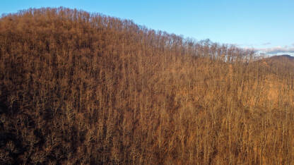 Šuma zimi bez lišća. Drveće na planini. Listopadno drveće u prirodi.