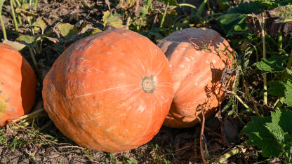 Polje na kojem rastu bundeve. Zrele bundeve spremne za berbu u jesen. Svježe povrće. Organske narandžaste tikve rastu na poljoprivrednom tlu. Proizvodnja hrane. Poljoprivreda.