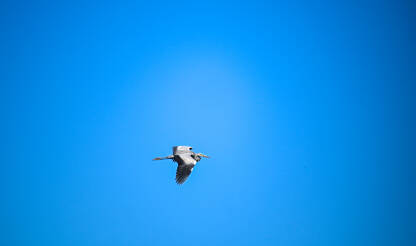 Siva čaplja u letu. Ptica leti.