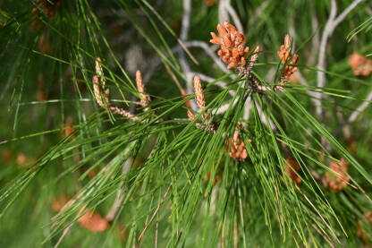 Izdanci bora. Cvijetovi i iglice na grani zimzelenog drveta.