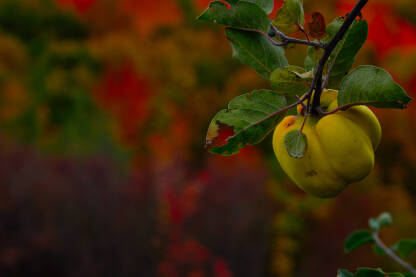 Quince ripened in the sun with autumn background out of focus.JPG Dunja sazrela na suncu sa jesenskom pozadinom van fokusa