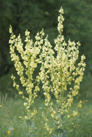 Divizma (Verbascum) je ljekovita dvogodišnja biljka
